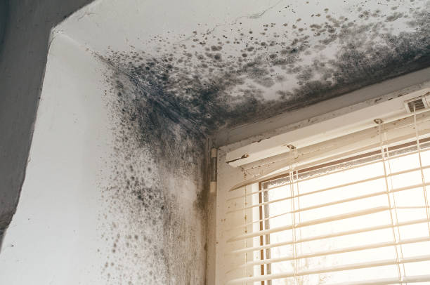 Trusted Commercial Mold Remediation service in Wake, VA - Cheap Mold Removal